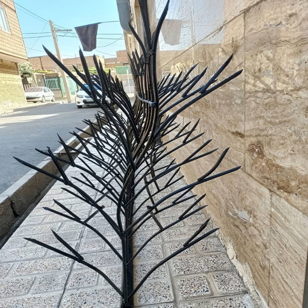 حفاظ شاخ گوزنی در گرگان