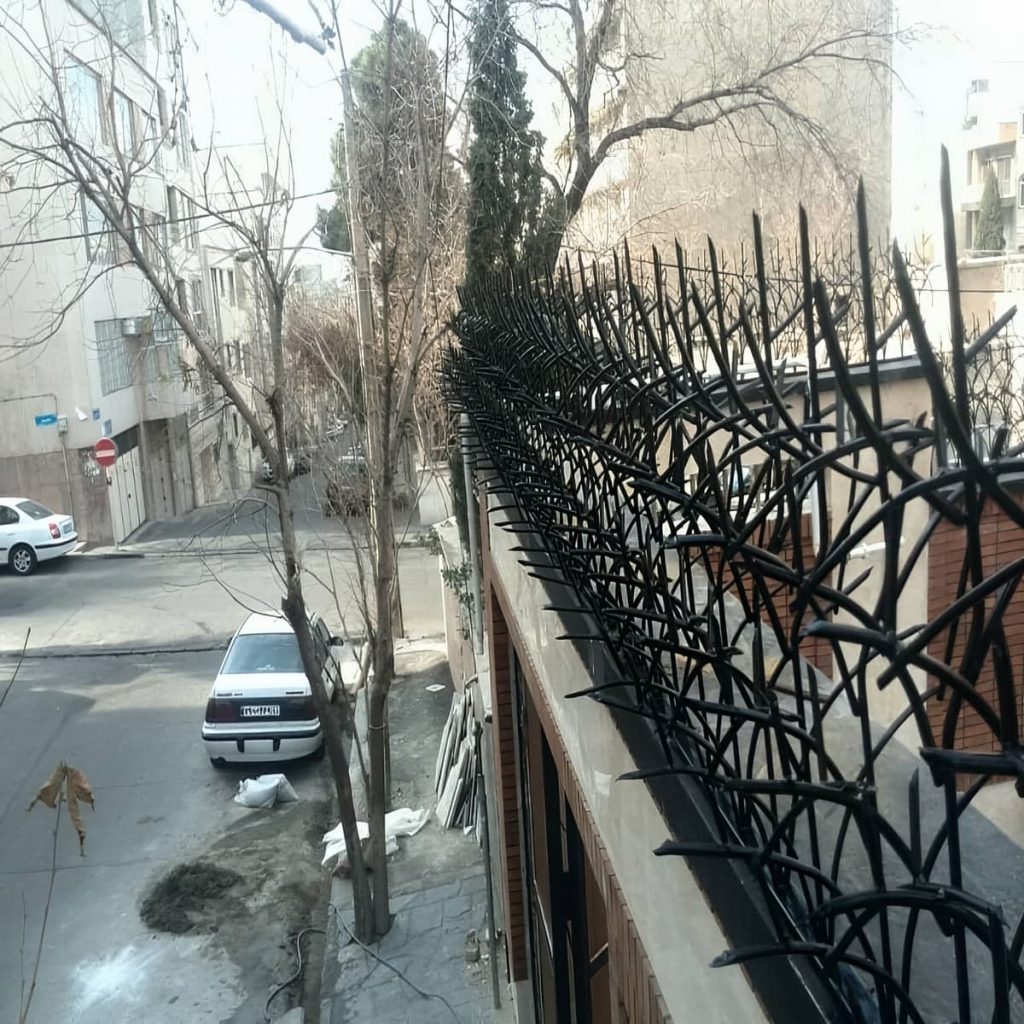 حفاظ شاخ گوزنی در آمل