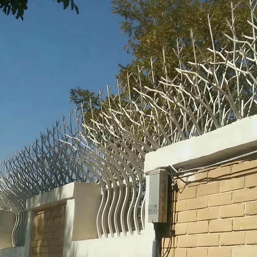 حفاظ شاخ گوزنی در کیش