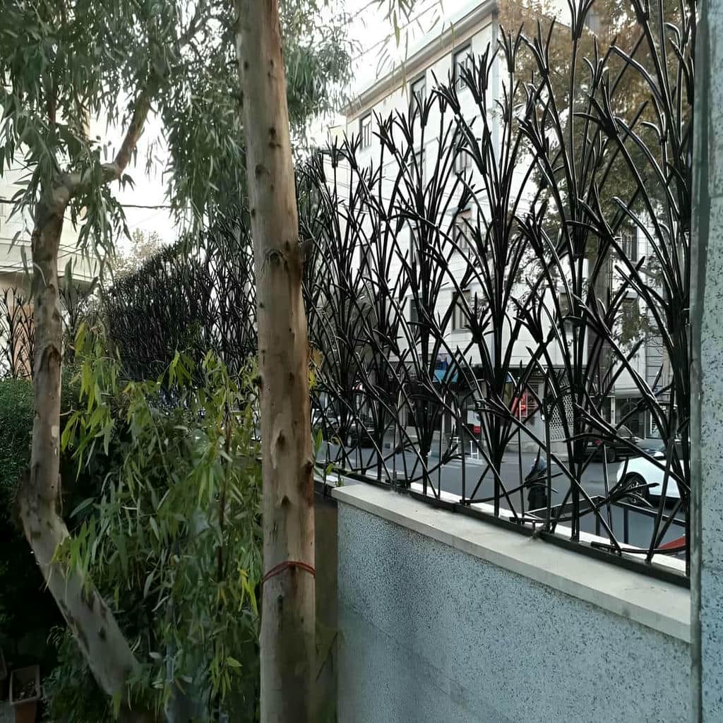 حفاظ شاخ گوزنی در چالوس