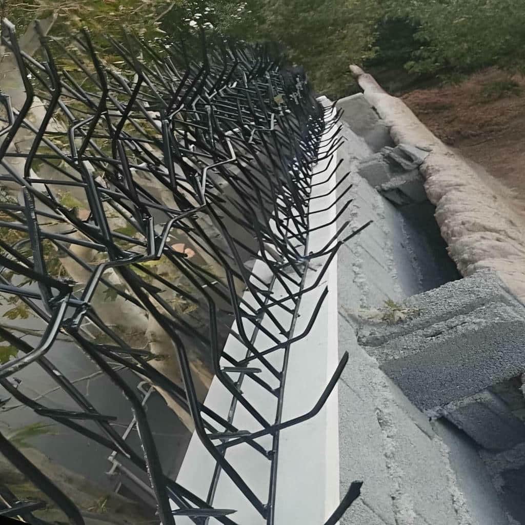 حفاظ شاخ گوزنی در رشت
