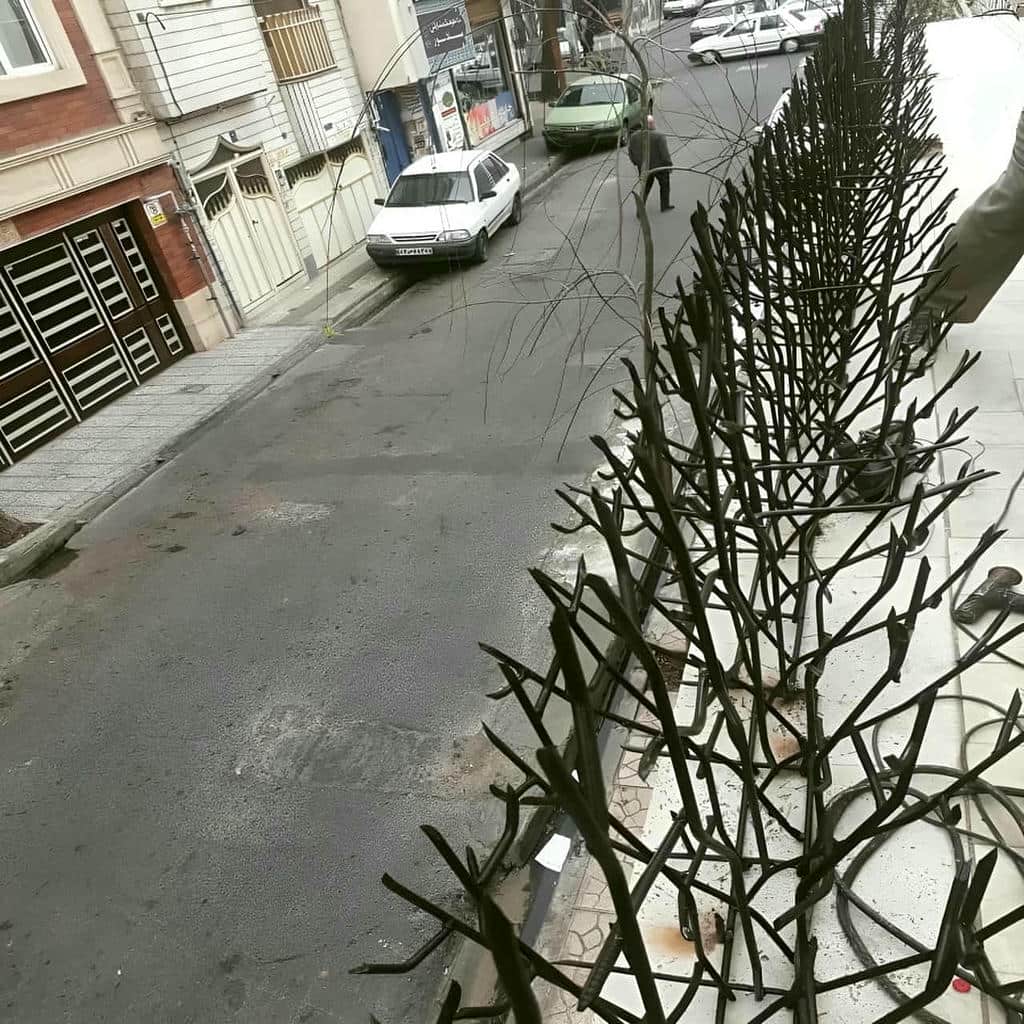 حفاظ شاخ گوزنی در کمال شهر